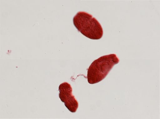 Distomum