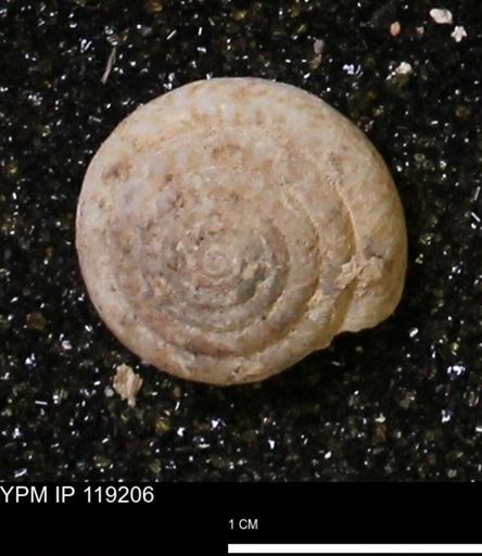 Poecilozonites (Discozonites) reinianus