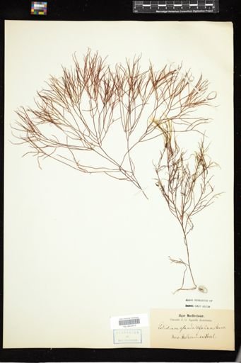 Gelidium glandulaefolium