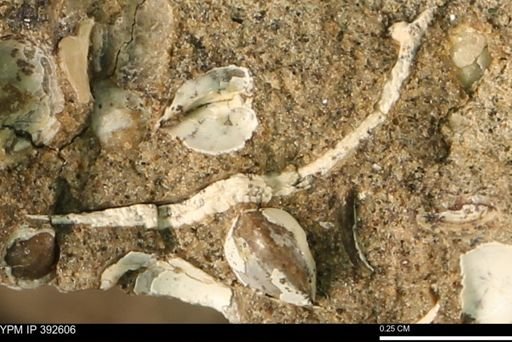 Protocardia subquadrata