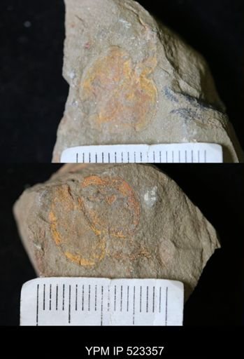 Phyllocystis sp.
