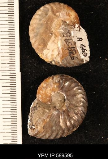 Hoploscaphites comprimus