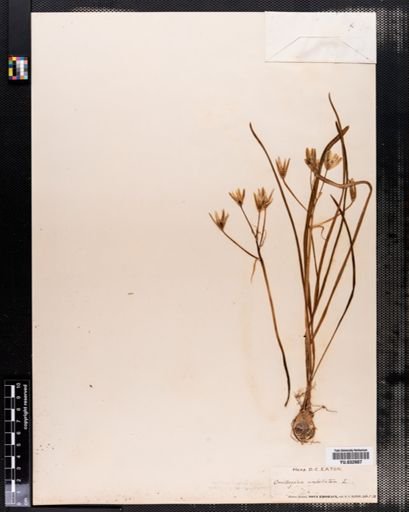 Ornithogalum umbellatum