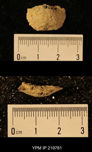 Chonetes granulifer
