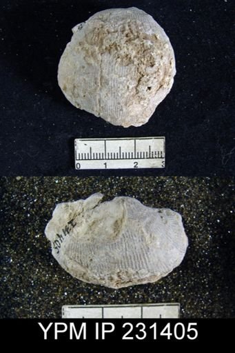 Linoproductus insinuatus