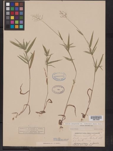 Panicum lanuginosum