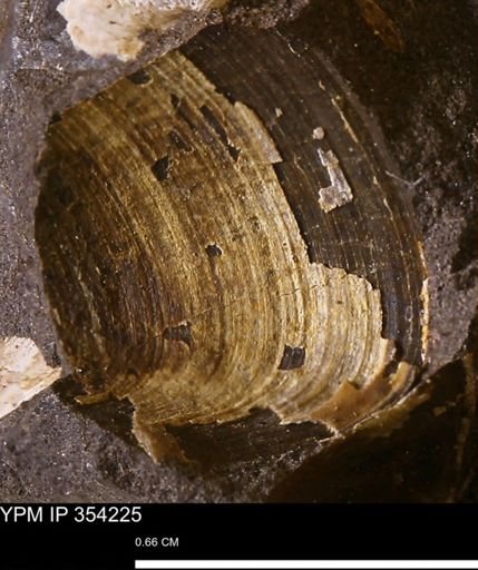 undet. Bivalvia