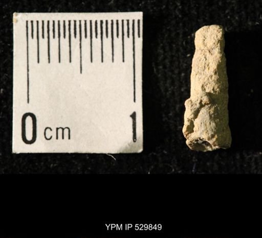 Pseudorthoceras knoxense