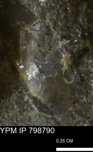 undet. Mollusca