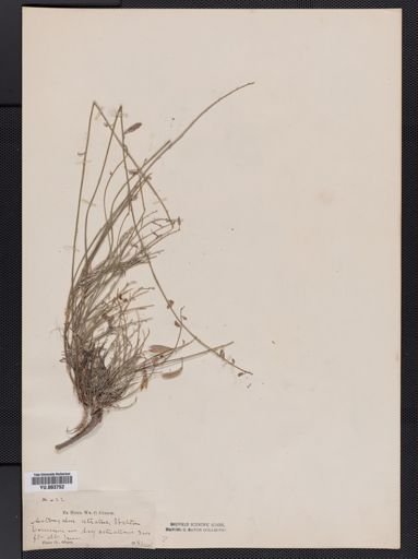 Astragalus
