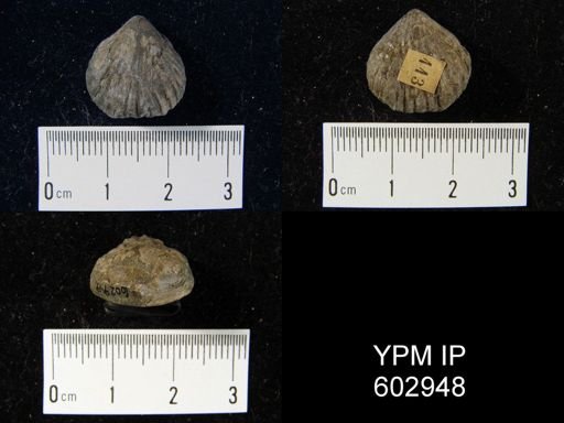 Oligoptycherhynchus hexatoma