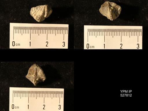Cyrtina hamiltonensis