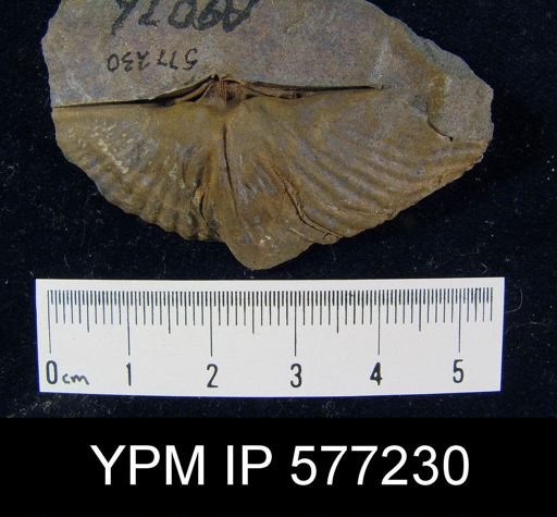 Platyrachella sp.