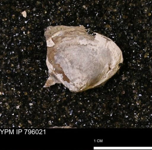 Spisula elliptica