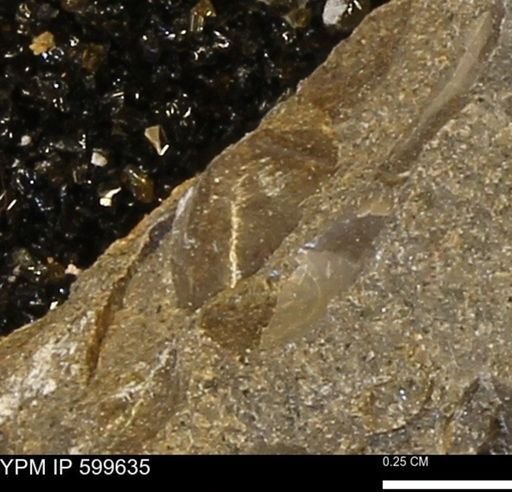 Protocardia subquadrata
