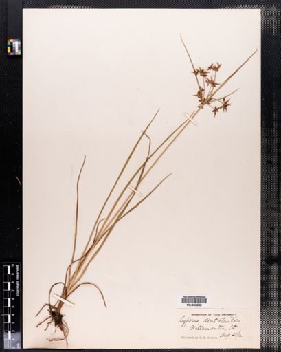 Cyperus dentatus