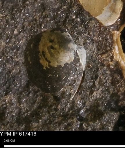 undet. Bivalvia