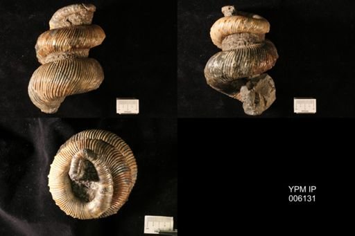 Emperoceras beecheri
