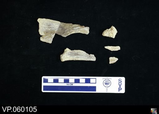 undet. Toxochelyidae