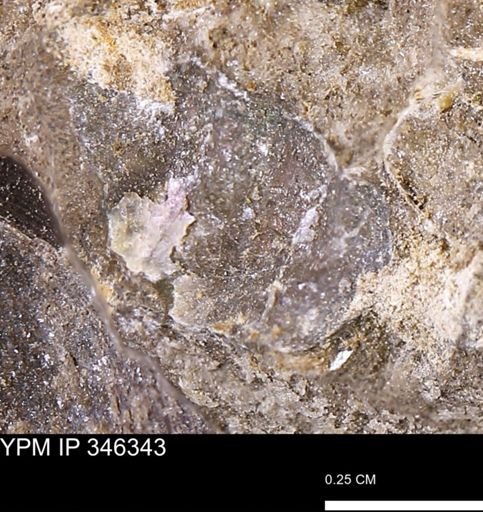 undet. Bivalvia