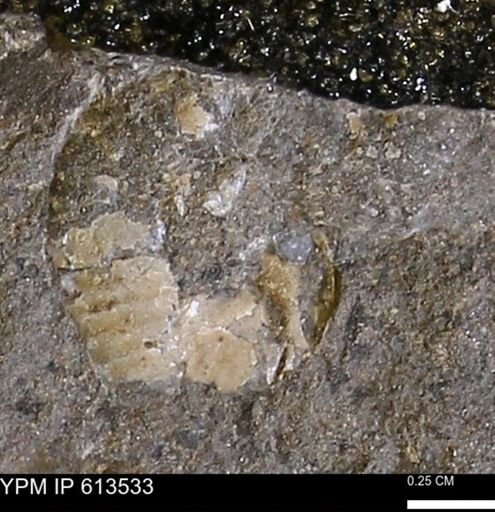 Scaphites sp.