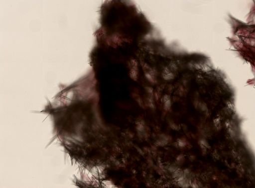 Halichondrida