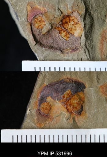 Bryozoa?