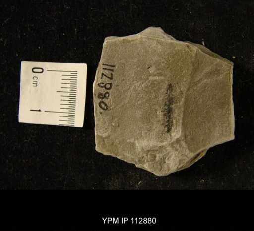 undet. Graptolithina