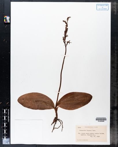 Habenaria hookeri