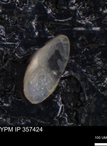 undet. Ostracoda