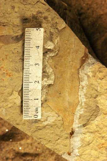 Quercus pseudolryata