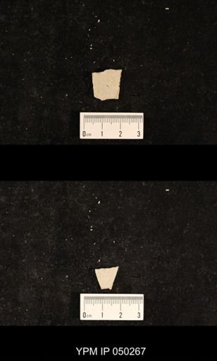 undet. Hexapoda