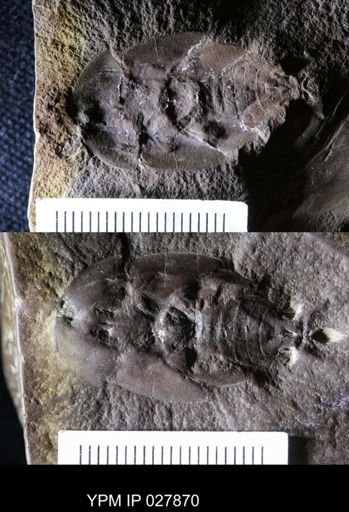 Blattoidea sellardsiana