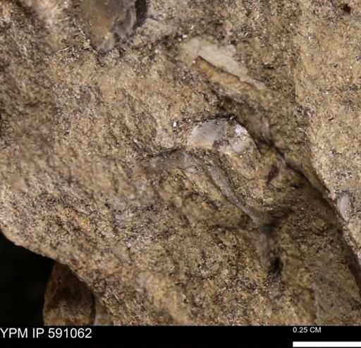 Inoceramus sp.
