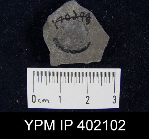 Palaeoglossa cyane