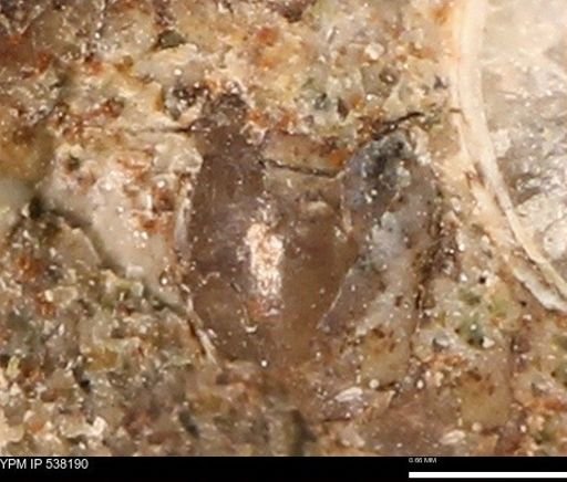 Corbulamella gregaria