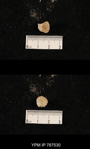 undet. Brachiopoda
