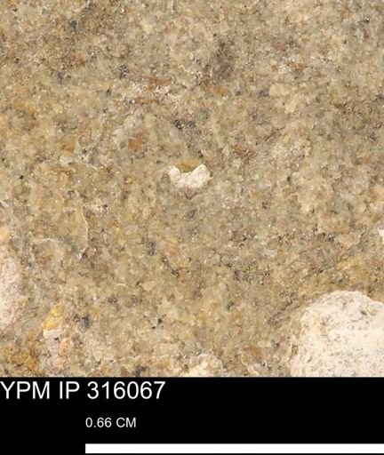 undet. Mollusca