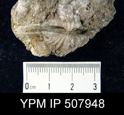 Spirifer alatus