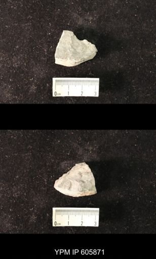 Productus cora