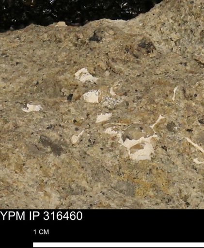 undet. Mollusca