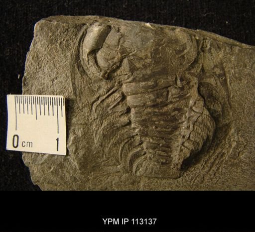Remopleurides radians