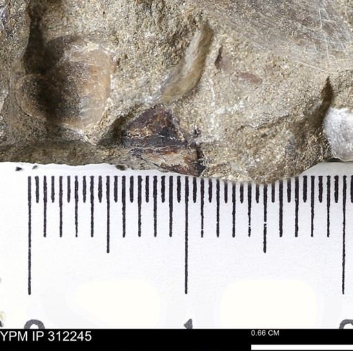 undet. Bivalvia
