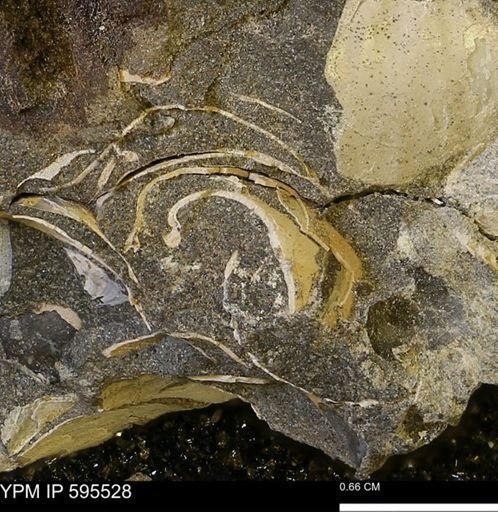Protocardia sp.