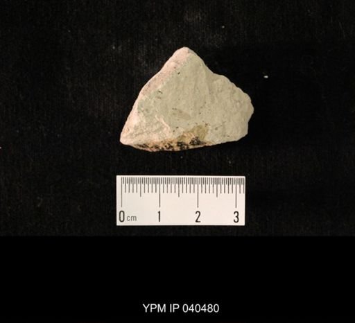 Hexapoda