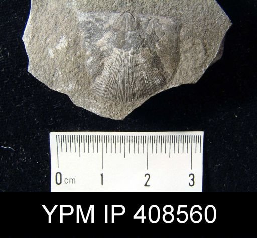 Stropheodonta planulata