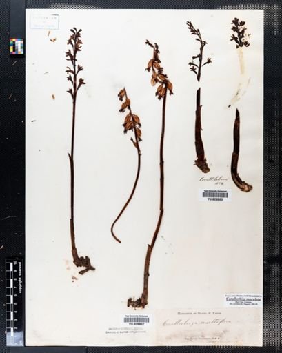 Corallorrhiza