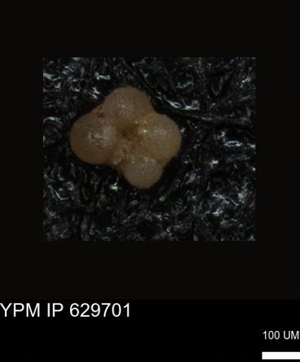 undet. Foraminiferida