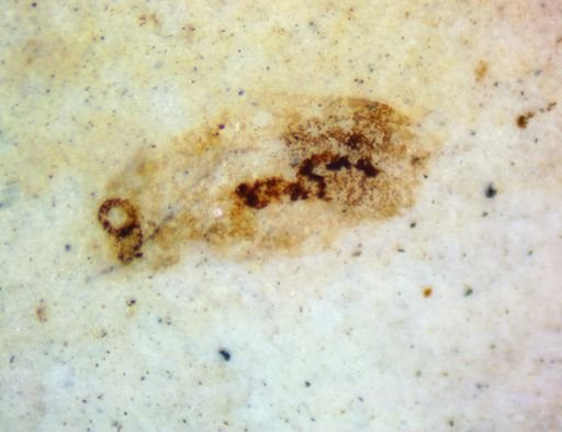 Coleoptera?