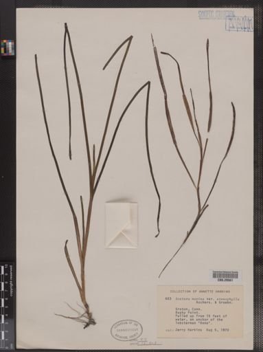 Zostera marina